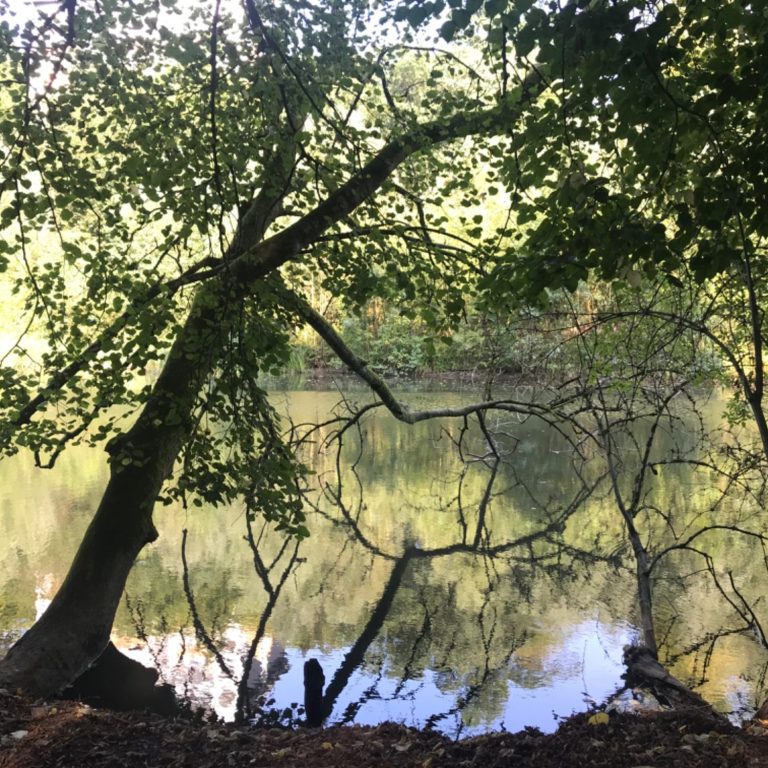 Waldsee, Laubbäume und Himmel spiegeln sich im Wasser